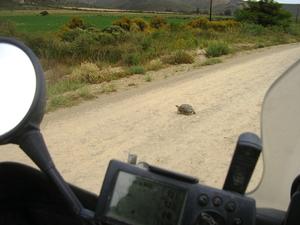 Overtaking a tortoise: This is a particularly hard manouvre for me - I had to speed up a little and do a bit of a swerve. (Olaf, keep quiet now)